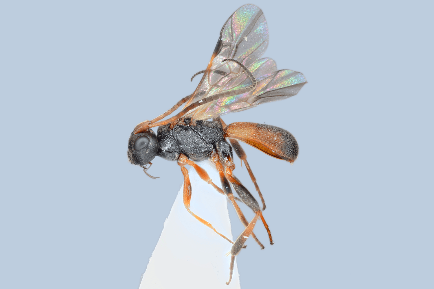 Ascogaster abdominator